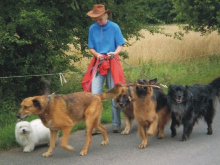 Dogwalker Zülpich