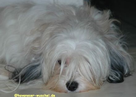 Gino von Sachsens Dynasty