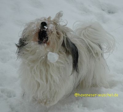 Gino von Sachsens Dynasty