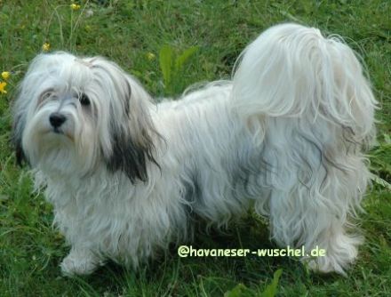 Gino von Sachsens Dynasty