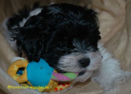 Gino von Sachsens Dynasty