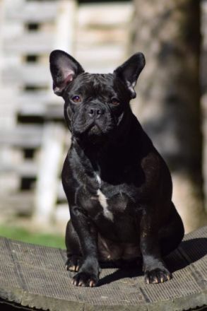 Rheinland-Pfalz Bullys