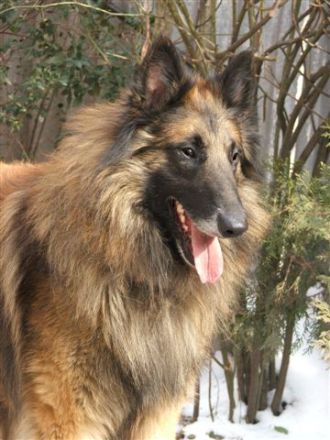 du Chateau de Montmirail