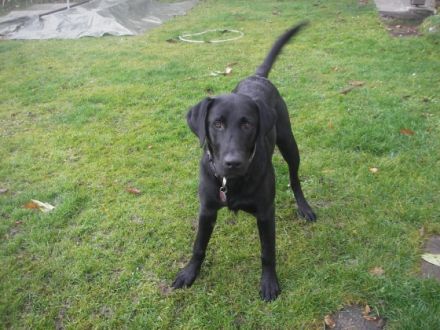 von der Friedenseiche