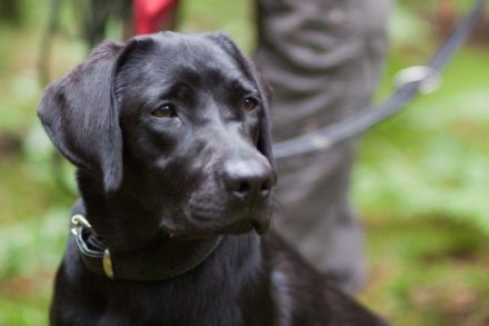 von der Friedenseiche