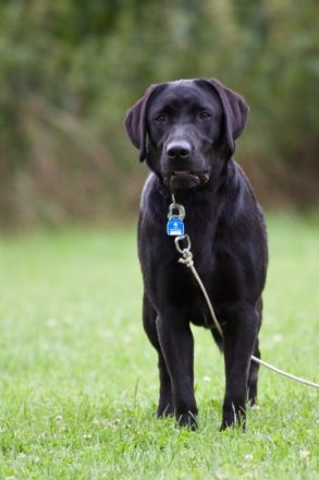 von der Friedenseiche