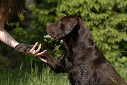 Hundeschule Teamwork