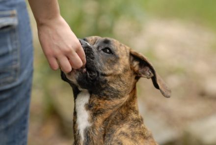 Hundeschule Teamwork