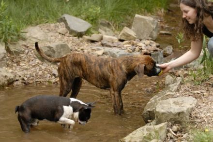 Hundeschule Teamwork