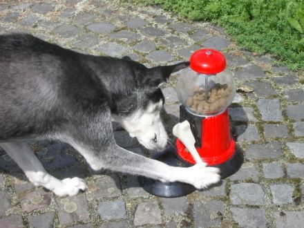 Hundezentrum Meschede