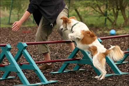 Hundezentrum Meschede