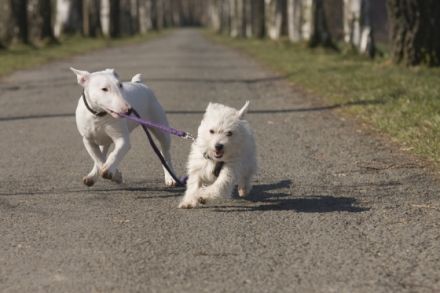 Hundezentrum Meschede