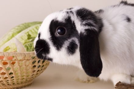 Hundezentrum Meschede