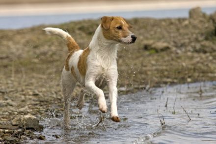 Hundezentrum Meschede