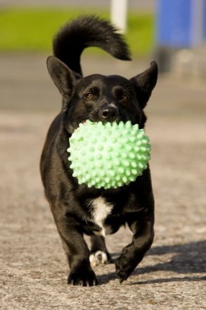 Hundezentrum Meschede