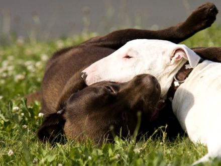 Hundezentrum Meschede