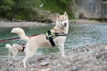 of Carinthian Fire Inside