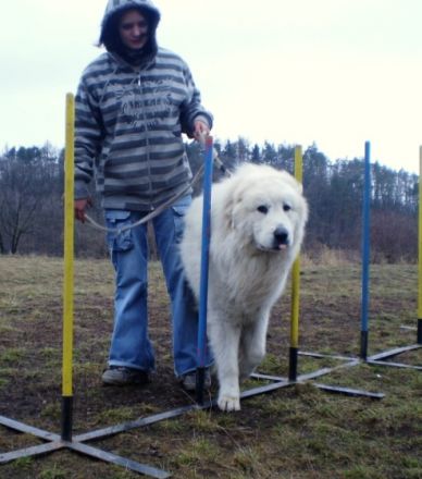 Estekot de la Torre de Justo,HD 0/0,PL 0/0,OCD 0/0