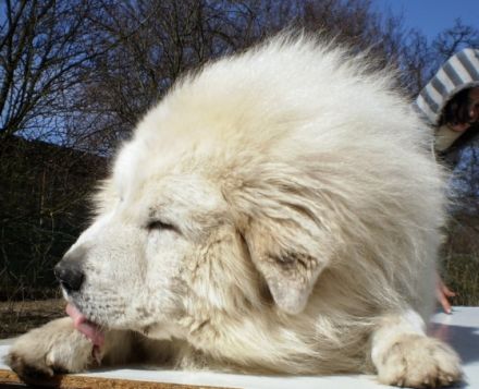 Estekot de la Torre de Justo,HD 0/0,PL 0/0,OCD 0/0