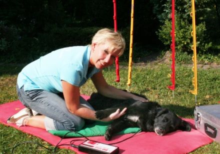 fitter dog Zentrum für Hundephysiotherapie und Hundeschwimmen