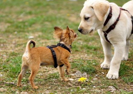 Tübinger Hundeschule