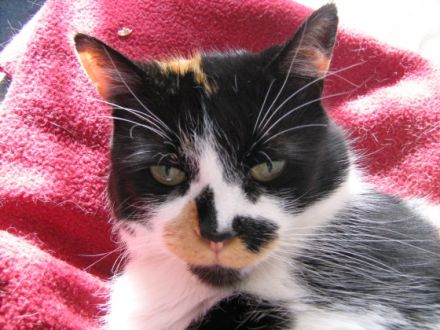 Mobile Naturheilpraxis für Groß- und Kleintiere THP M. Skorwider