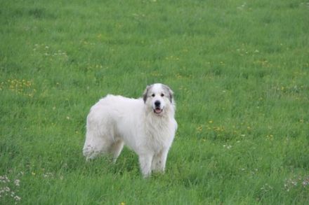 Vom grossen Burggraben