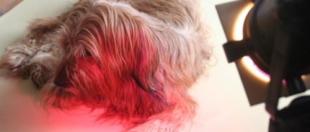 Naturheilpraxis für Tiere