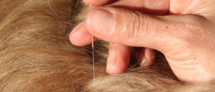 Naturheilpraxis für Tiere