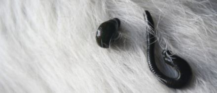 Naturheilpraxis für Tiere