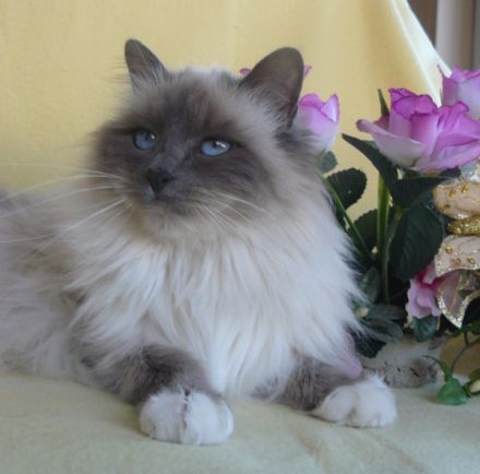 Von der Johannishöhe