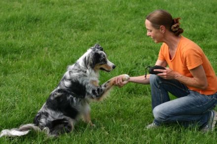 artgerecht & fair , beziehungsorientiertes Hundetraining