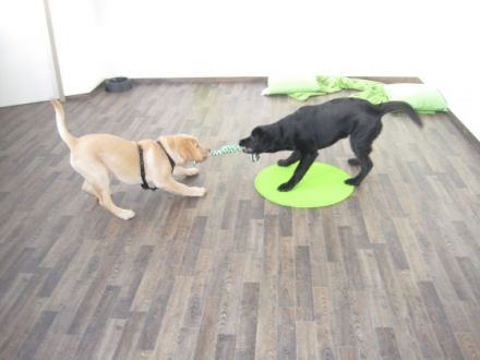 Hunde Resort Hannover