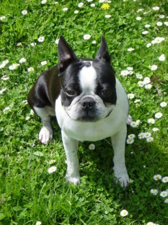 Hunde Resort Hannover