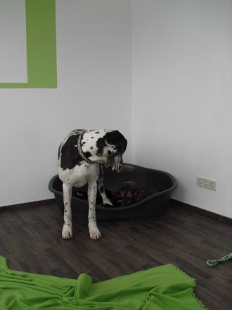 Hunde Resort Hannover