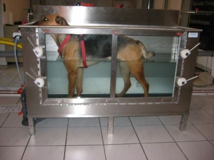 Praxis für Tierphysiotherapie, Osteopathie und TCM Akupunkur