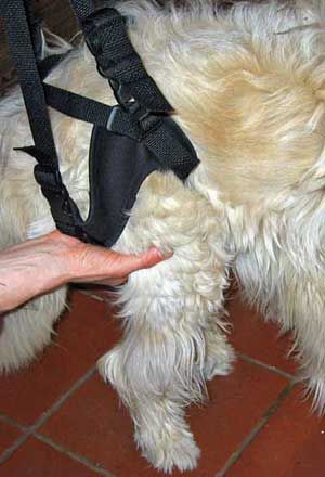 Praxis für Tierphysiotherapie, Osteopathie und TCM Akupunkur