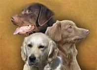 Retrieverhof - Hundepension