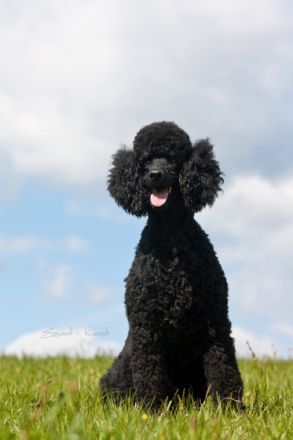 Enzo aus dem Bottenberger Wald
