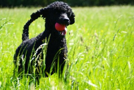 Enzo aus dem Bottenberger Wald