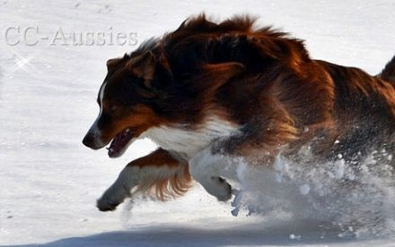 "Creeden"  * VDH-VCH A-CH RTCH CC Toffee's Creed of