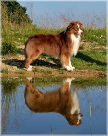 "Creeden"  * VDH-VCH A-CH RTCH CC Toffee's Creed of