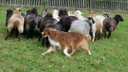 "Creeden"  * VDH-VCH A-CH RTCH CC Toffee's Creed of