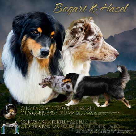 "Creeden" * VDH-VCH A-CH RTCH CC Toffee's Creed of