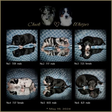 "Creeden"  * VDH-VCH A-CH RTCH CC Toffee's Creed of