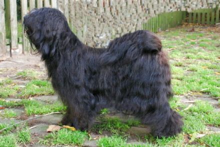 A Tsa Rya Lhun-po, rein Lamleh (Merlin)