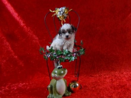 von Will´s Hundehaus