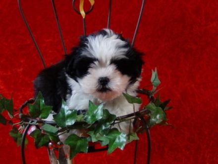 von Will´s Hundehaus