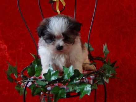 von Will´s Hundehaus