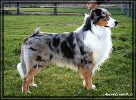 Thunderbays Going For Revenge